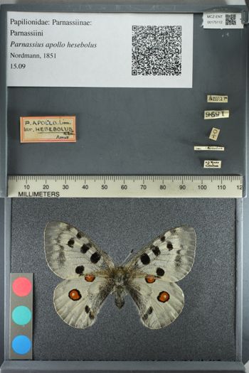 Media type: image;   Entomology 175112